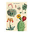 cacti & succulents 2