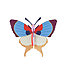 plum fringe butterfly